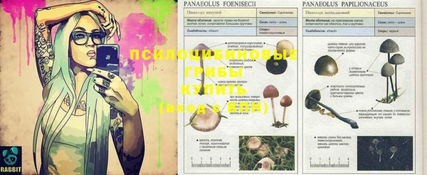 индика Медногорск